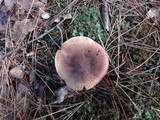 Tricholoma vaccinum image