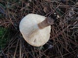 Tricholoma vaccinum image