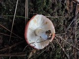 Russula vinacea image