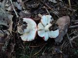 Russula vinacea image