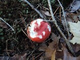 Russula vinacea image