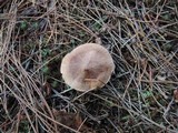 Tricholoma vaccinum image