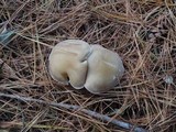 Ampulloclitocybe clavipes image