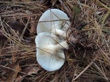 Ampulloclitocybe clavipes image