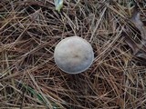 Ampulloclitocybe clavipes image