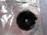 Psilocybe tampanensis image