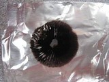 Psilocybe tampanensis image