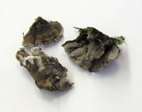 Bjerkandera adusta image