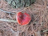 Russula silvestris image