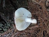 Russula silvestris image