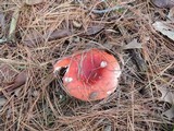 Russula silvestris image