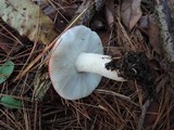 Russula silvestris image