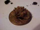 Laccaria tortilis image