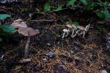 Psathyrella longistriata image