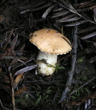 Hygrocybe pratensis image