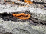Phlebia radiata image