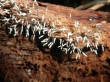 Arcyria cinerea image