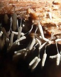 Arcyria cinerea image