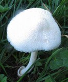 Volvariella hypopithys image