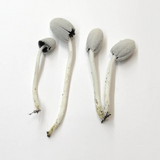 Coprinopsis nivea image