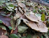 Leucopaxillus giganteus image