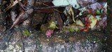 Ascocoryne sarcoides image
