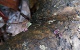 Ascocoryne sarcoides image