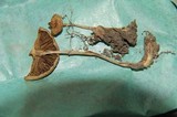 Psilocybe subaeruginascens image