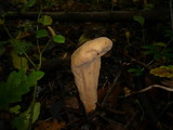 Clavariadelphus pistillaris image