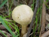 Boletus subtomentosus image