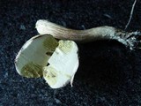 Boletus subtomentosus image