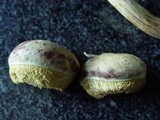 Boletus subtomentosus image