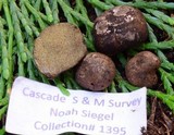 Rhizopogon zelleri image