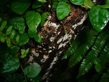Clavulicium macounii image