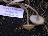 Mycena overholtsii image