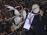Mycena overholtsii image