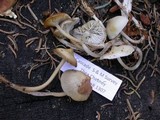 Mycena overholtsii image