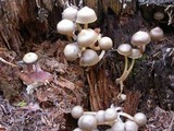 Mycena overholtsii image