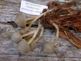 Mycena overholtsii image