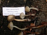 Mycena overholtsii image