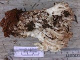 Ramaria coulterae image