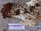 Ramaria coulterae image
