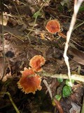 Leucopaxillus gracillimus image