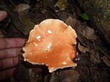 Leucopaxillus gracillimus image