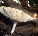 Leucopaxillus gracillimus image