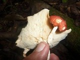 Leucopaxillus gracillimus image