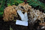 Ramaria coulterae image