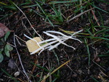Clavaria falcata image
