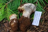 Cortinarius magnivelatus image