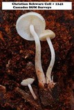 Collybia bakerensis image